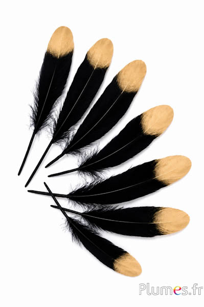 Gans gouden punt - 15-21 cm - zwart